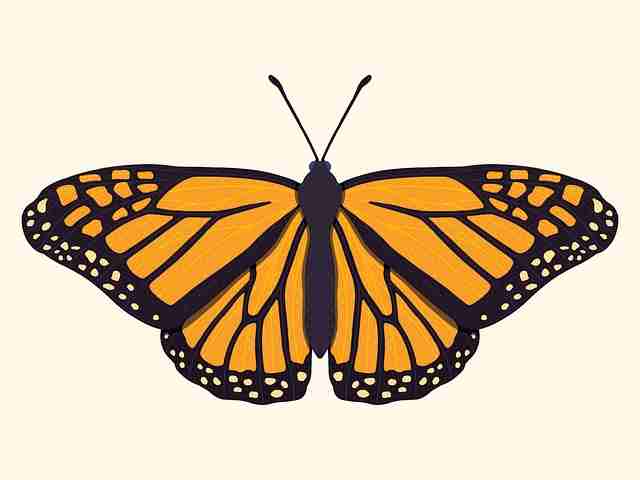 震撼·糖心vlog在线教学深度测评：互动秘籍《真相》